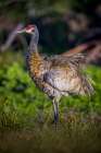 A sandhill crane fluffs its feathers, before setting them into perfect arrangement. Art Print